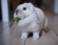 Cute domestic rabbit eats fresh dill at home