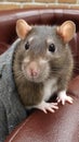 Cute Domestic Rat Dressed in a Jacket Sitting on a Leather Couch Looking at the Camera Royalty Free Stock Photo