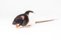 Cute domestic rat eats a piece of carrot isolated on white background