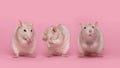 Cute domestic rats washing and sitting on a pink background