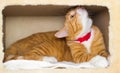 Cute domestic red cat in a house Royalty Free Stock Photo