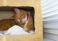 Cute domestic red cat in a house Royalty Free Stock Photo