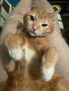 cute domestic red cat with white paws lies on hands