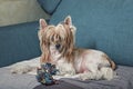 Cute domestic shaggy dog on the couch. Friendship with animals. Love and care for domestic pets. Chinese Crested dog Royalty Free Stock Photo