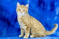 Cute domestic orange kitten adoption photo studio portrait