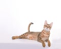 Cute domestic tabby cat  looking at camera Royalty Free Stock Photo