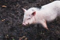 Cute domestic Vietnamese pink pig in the mud at a home mini farm. Close-up Royalty Free Stock Photo