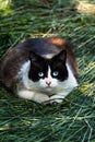 Cute domesticated black and white cat with blue eyes staring at the camera, bicolor fur, outdoor scene, felis catus Royalty Free Stock Photo