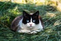 Cute domesticated black and white cat with blue eyes staring at the camera, bicolor fur, outdoor scene, felis catus Royalty Free Stock Photo