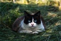 Cute domesticated black and white cat with blue eyes staring at the camera, bicolor fur, outdoor scene, felis catus