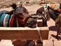 Cute donkey biting on a wooden fence