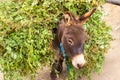 Cute donkey carrying green peas on himself.