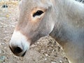 Cute donkey close up