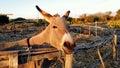 Cute donkey close up