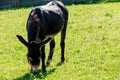 A cute donkey while eating grass