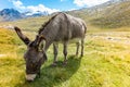 Cute donkey eating grass in mountain landscape Royalty Free Stock Photo