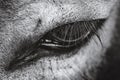 Cute donkey eye in close up key. Macro picture of donkey eye in Royalty Free Stock Photo