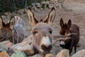 cute donkey family