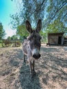 Cute donkey on the farm