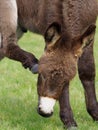 Cute Donkey Foal