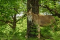 Cute donkey in the forest