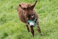 Cute donkey on green grass spring field Royalty Free Stock Photo