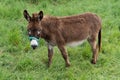 Cute donkey on green grass spring field in isle de Re in charente France Royalty Free Stock Photo