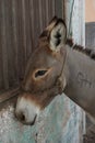 Cute donkey on the island of Lamu