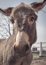 Cute donkey at the shelter for animals