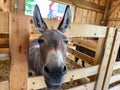 Cute donkey in a stable Royalty Free Stock Photo