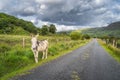 Cute donkey standing on the side of country road and looking at camera