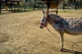 A cute donkey standing on soil in its barn covered by fences made of wooden material. Royalty Free Stock Photo