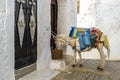 Cute donkey on street of Moulay Idriss, Morocco, Africa Royalty Free Stock Photo