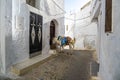 Cute donkey on street of Moulay Idriss, Morocco, Africa Royalty Free Stock Photo