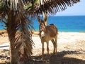 cute donkey under the palm tree Royalty Free Stock Photo