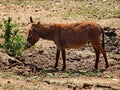 Brown young donkey on the meadow