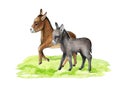 Cute donkeys on the green grass. Watercolor illustration. Donkey farm domestic animal on the meadow. Countryside