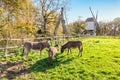 Three donkeys grazing in the pasture.