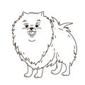 cute doodle dog breed Pomeranian isolated black on white background Colorful vector Illustration. black and white sketch