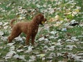 A cute doodle dog plays with a ball at the park Royalty Free Stock Photo