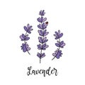 Cute doodle, hand draw vector illustration with flowering lavender branches