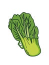Cute doodle napa cabbage in vector format Royalty Free Stock Photo