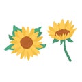 Cute doodle vector illustration of sunflowers. Top view isolated on white background Royalty Free Stock Photo