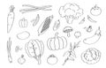 Cute doodle vegetable cartoon icons and objects.