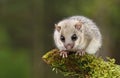 Cute dormouse Royalty Free Stock Photo