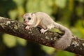 Cute Dormouse, Glis glis on the branch