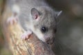 Cute dormouse Royalty Free Stock Photo