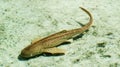 Cute dotted brown shark close to the sand