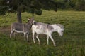 Cute dove grey and white Contentin donkey leaning its head on other animal