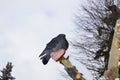 Cute dove sitting on a snowy branch Royalty Free Stock Photo